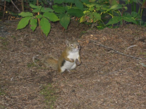 This squirrel was not scared of people!